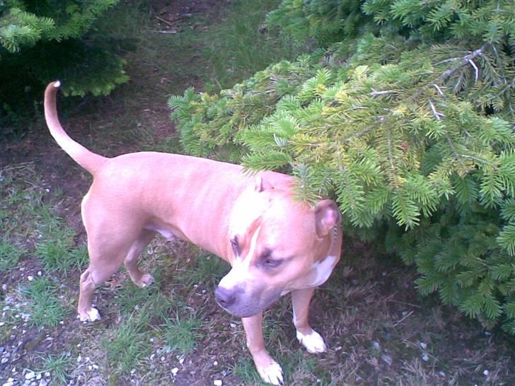 Amerikansk staffordshire terrier amstaff-Fighter - jeg går som regl fri billede 3