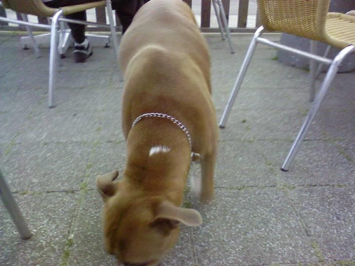 Amerikansk staffordshire terrier amstaff-Fighter billede 4