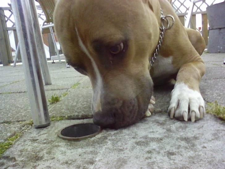 Amerikansk staffordshire terrier amstaff-Fighter - Det var godt nok et intrasandt hul,. billede 5