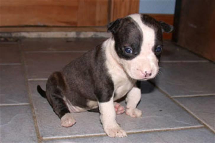 Amerikansk staffordshire terrier Northern Amstaffs Freya  - Dette er Kiki da hun var 24 dage gammel... Ikke just en skønhed :-s hehe billede 14