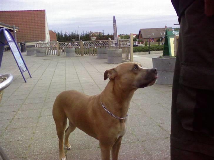 Amerikansk staffordshire terrier amstaff-Fighter billede 6