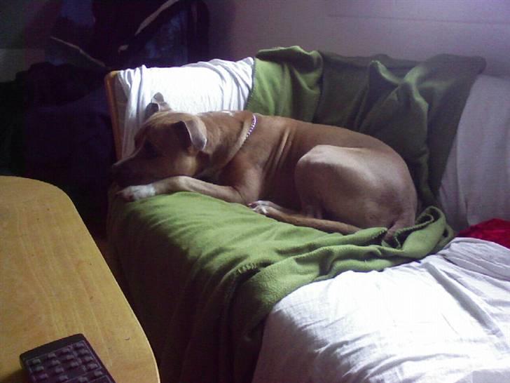 Amerikansk staffordshire terrier amstaff-Fighter - elsker at lægge i min sofa,. frotrækker den frem for min kurv,. billede 7