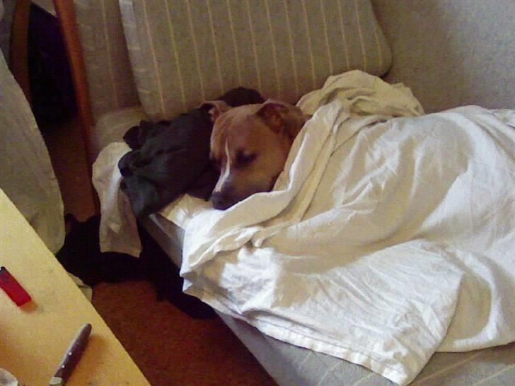 Amerikansk staffordshire terrier amstaff-Fighter billede 8