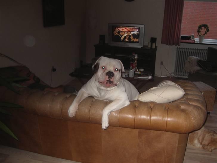 Amerikansk bulldog Østergaard's Frank Zappa - Jeg kommer nu... billede 10