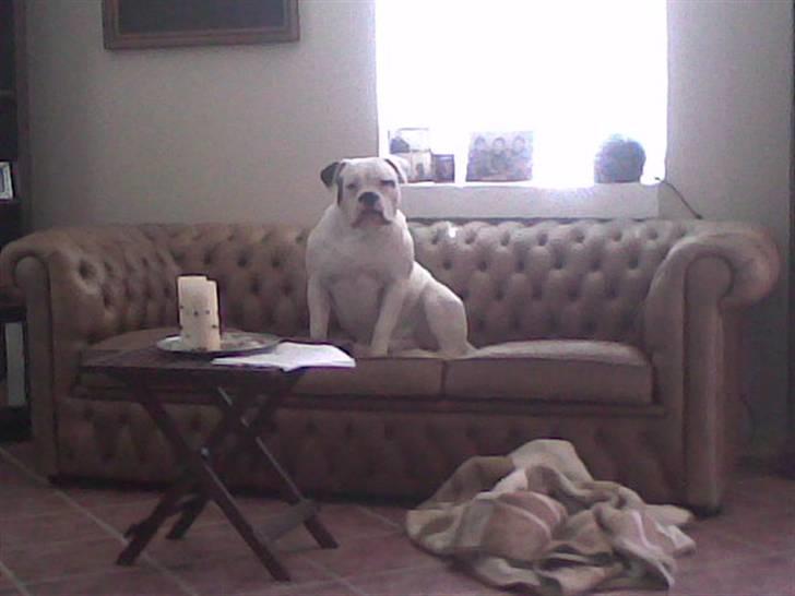 Amerikansk bulldog Østergaard's Frank Zappa - Det her er MIN sofa!!! billede 11