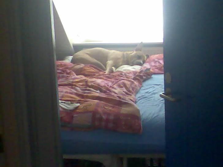 Amerikansk staffordshire terrier amstaff-Fighter - på besøg hos mark,. luskede mig lige ind i han´s seng,. dejligt,. billede 9