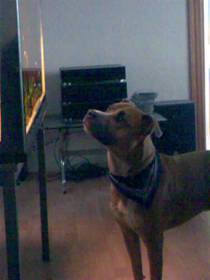 Amerikansk staffordshire terrier amstaff-Fighter - De der fisk er godt nok sjove,.  billede 10