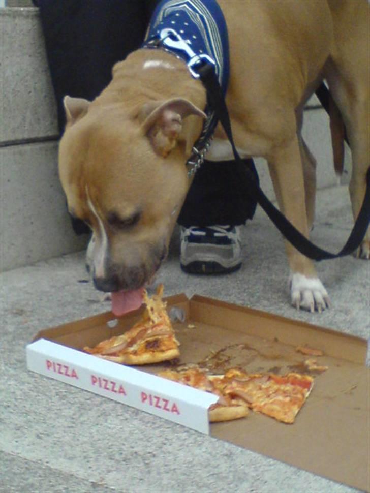 Amerikansk staffordshire terrier amstaff-Fighter - Uhhm pizza,. den er go,. med pølser,. billede 11
