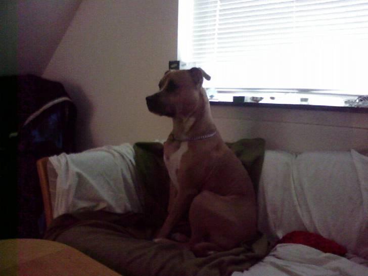 Amerikansk staffordshire terrier amstaff-Fighter - Jeg er så fin,. billede 12