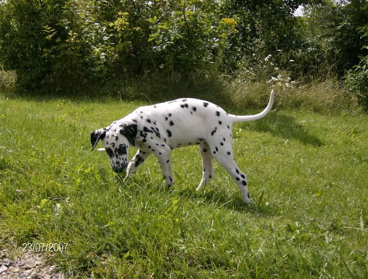 Dalmatiner Bella (potte) billede 7