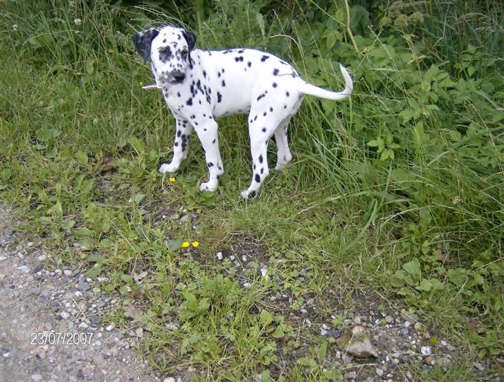 Dalmatiner Bella (potte) billede 8