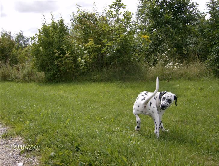 Dalmatiner Bella (potte) billede 9