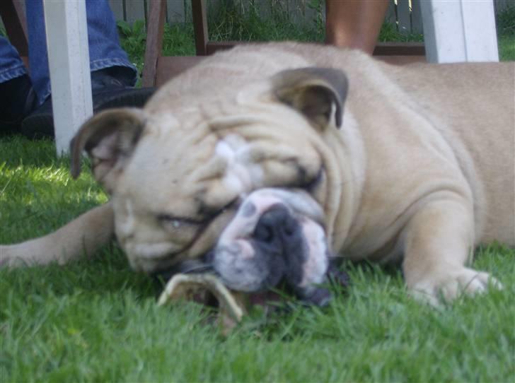 Engelsk bulldog Rynke - uhh det er et godt ben det her billede 7