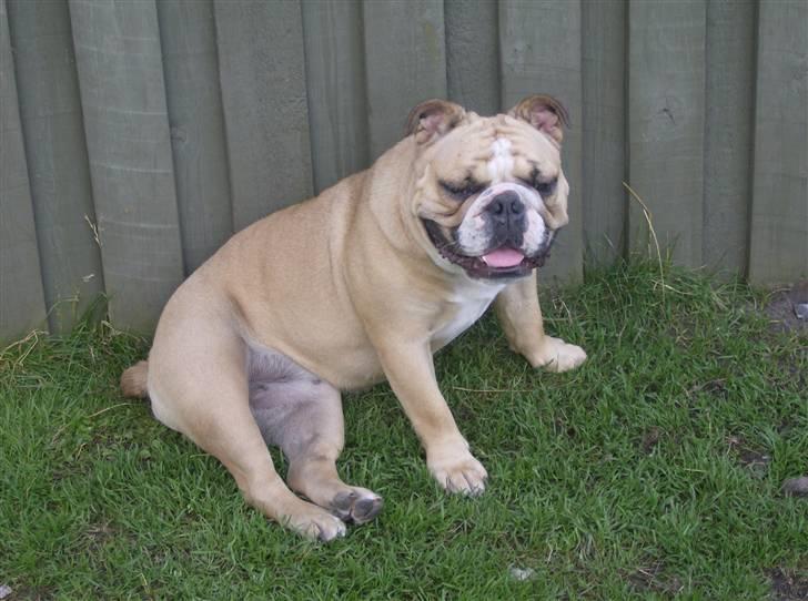 Engelsk bulldog Rynke billede 8