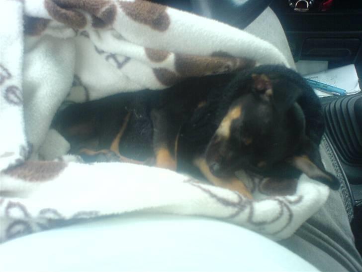 Prazsky krysarik Gucci billede 8