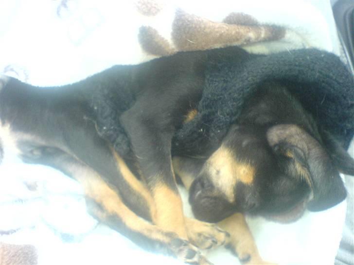 Prazsky krysarik Gucci billede 10