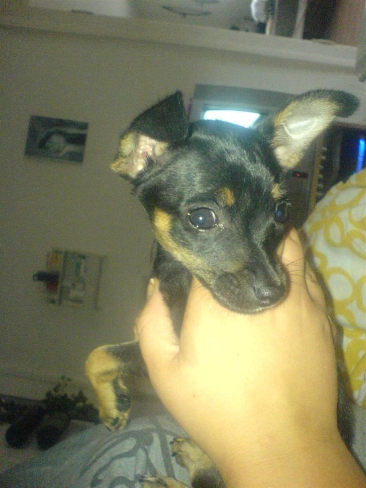 Prazsky krysarik Gucci billede 12