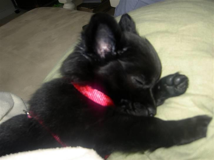 Blanding af racer Leeloo billede 7