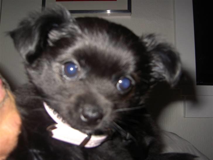 Blanding af racer Leeloo - Første dag jeg havde hende, 9 uger gammel billede 8