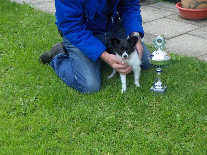 Papillon Ditte - min første premie til den første sjove udstilling billede 5