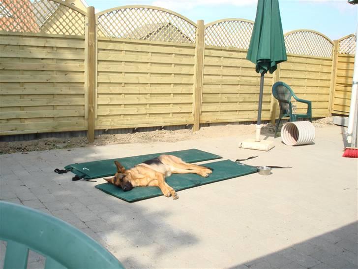 Schæferhund Sonto´s Oline - Det er nu dejligt med et liggeunderlag :-) billede 12