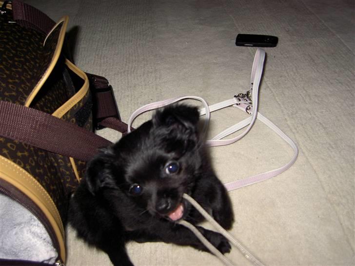 Blanding af racer Leeloo - Allerede blevet frækt, 2. dag i sit nye hjem billede 9