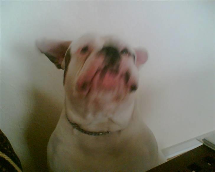 Amerikansk bulldog Østergaard's Frank Zappa - Se... jeg flyver.. billede 12