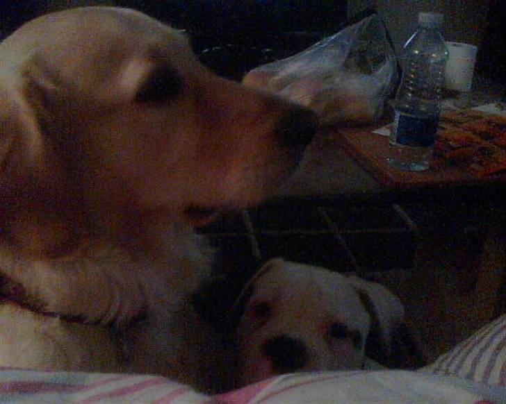 Amerikansk bulldog Østergaard's Frank Zappa - Odin som baby. billede 13