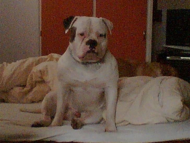 Amerikansk bulldog Østergaard's Frank Zappa - Jeg er så træt, må jeg ikke nok ligge lidt her? billede 14