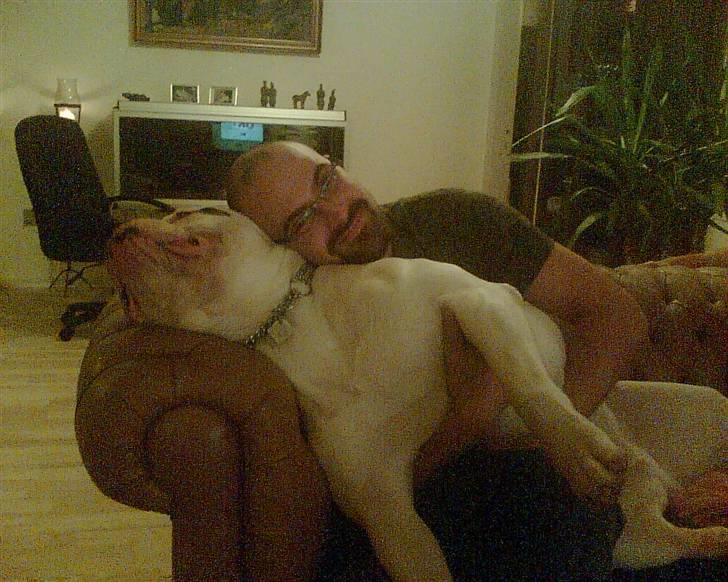 Amerikansk bulldog Østergaard's Frank Zappa - Jeg har dig far!! billede 15