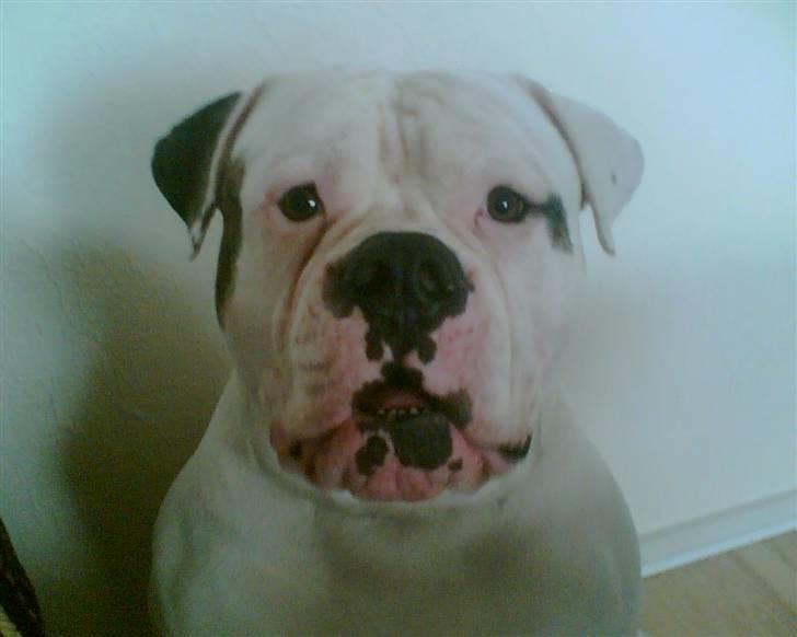 Amerikansk bulldog Østergaard's Frank Zappa - Lille vov.. billede 16