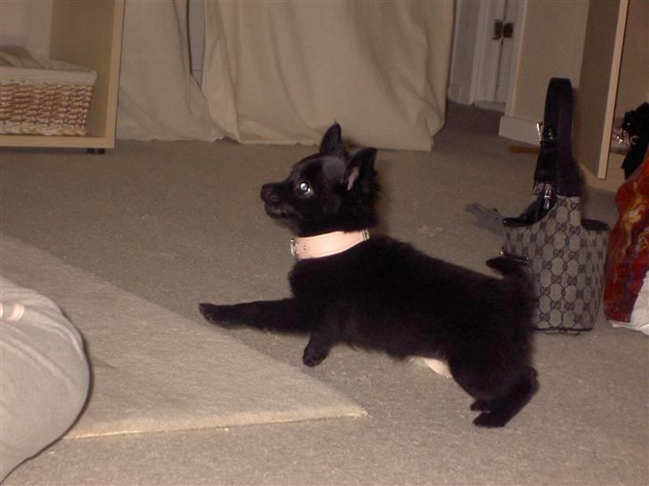 Blanding af racer Leeloo - Leeloo 4 måneder, løber rundt og leger:) billede 10