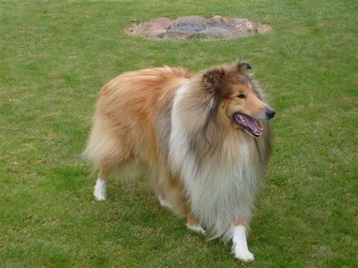 Collie langhåret Dino billede 2