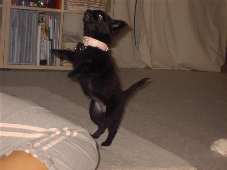 Blanding af racer Leeloo - Kan stå på bagben:) meget lidt tid:) billede 11