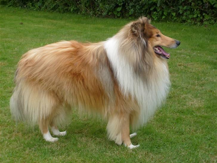 Collie langhåret Dino billede 3