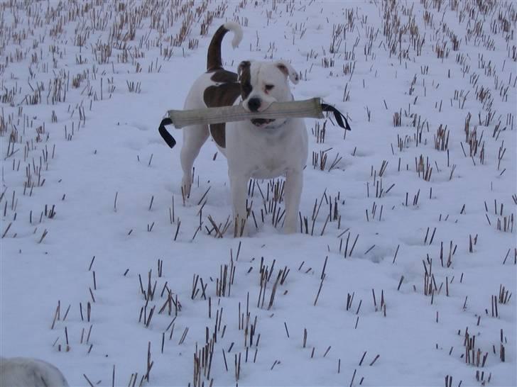 Amerikansk bulldog Østergårds Kelly osbuorne billede 13