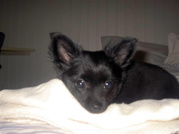 Blanding af racer Leeloo billede 12