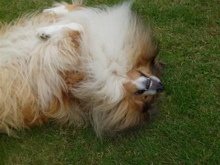 Collie langhåret Dino - UHH det er så dejligt at rulle sig, se mine hvide tænder billede 4