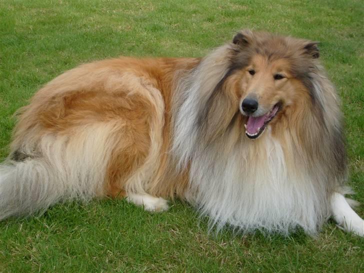 Collie langhåret Dino billede 5