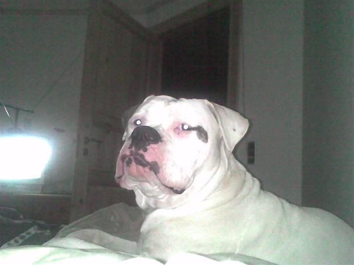 Amerikansk bulldog Østergaard's Frank Zappa - Hvad?? billede 17