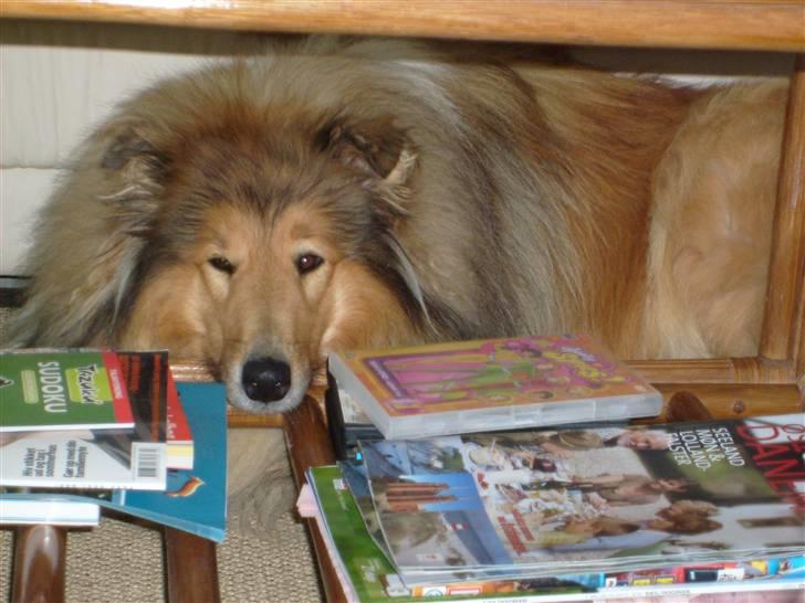 Collie langhåret Dino - han ligger ved vores sofa og hoved under sofa bordet  billede 6