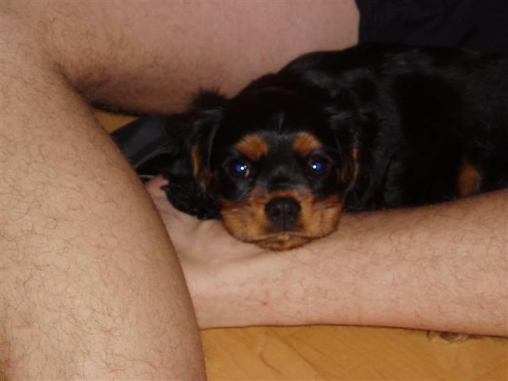 Cavalier king charles spaniel Freddie - Godt og trygt :) 11-07-2007 billede 9