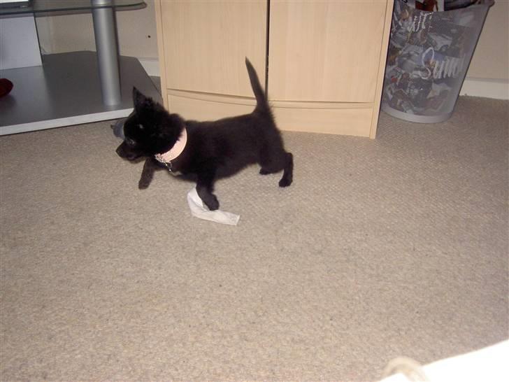 Blanding af racer Leeloo billede 13