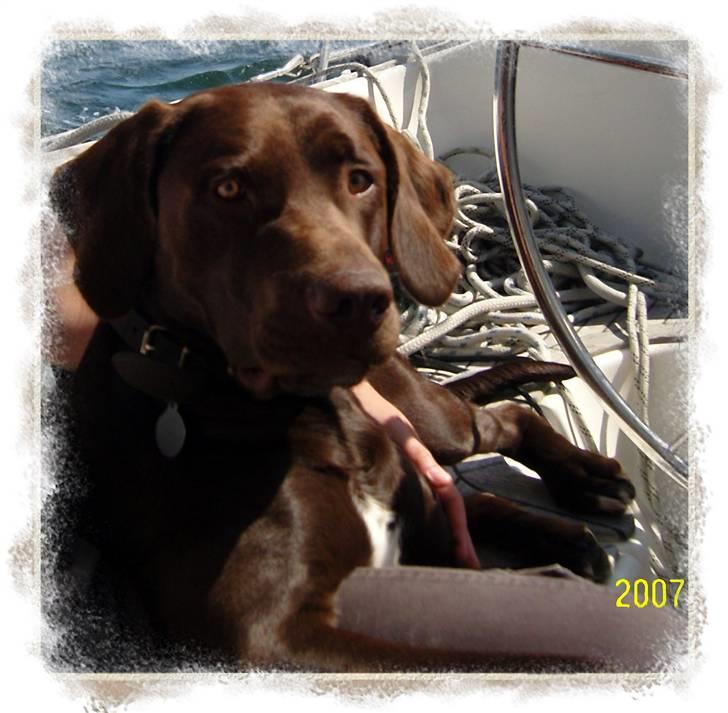 Blanding af racer Magnus - Godauuu.... billede 1