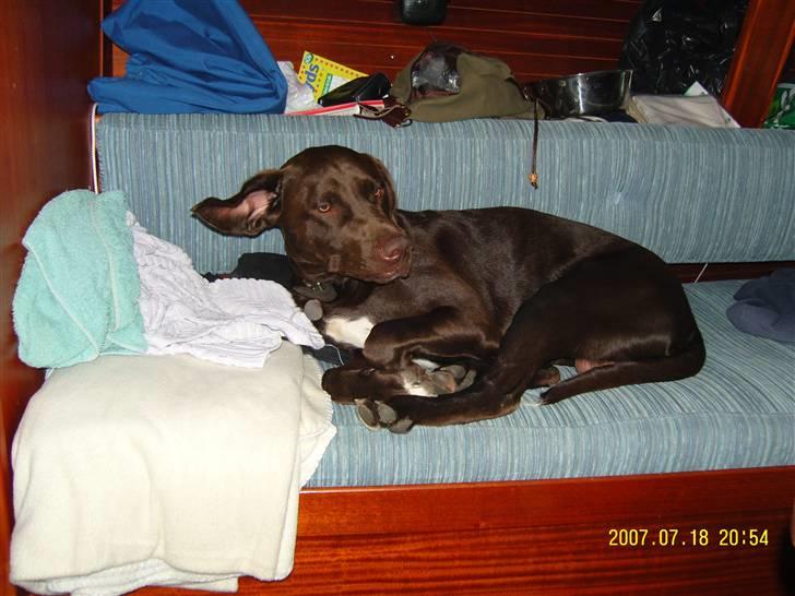 Blanding af racer Magnus - Der var vist en flue.....lige midt i søvnen...ehhh billede 2