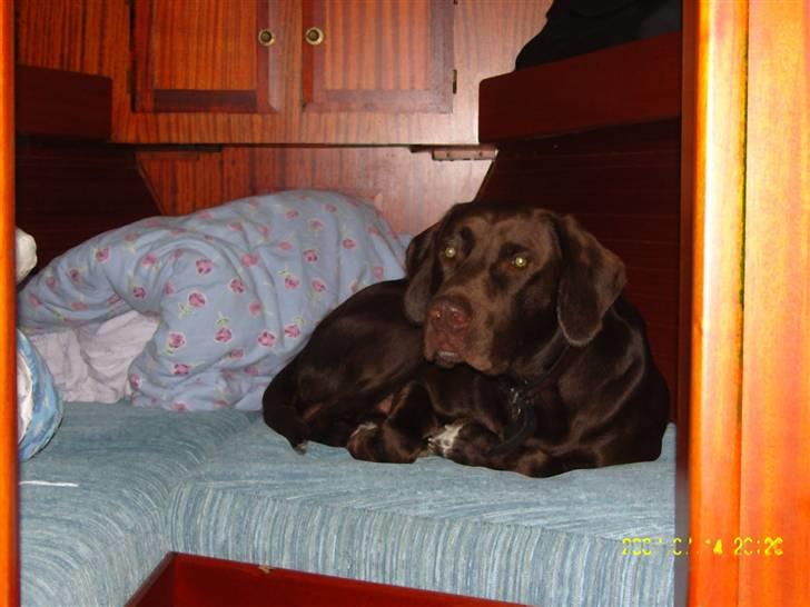 Blanding af racer Magnus - Så er det sengetid....igen billede 3