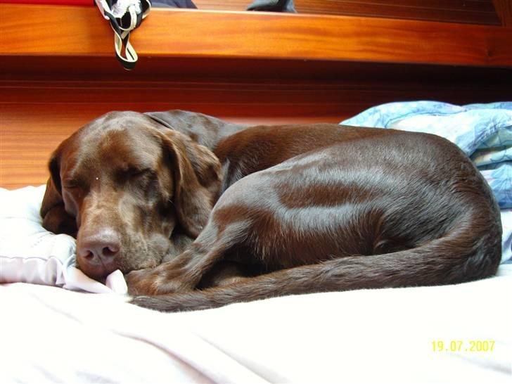 Blanding af racer Magnus - SÅ ku´ det endelig bli´ sovetid.... billede 4