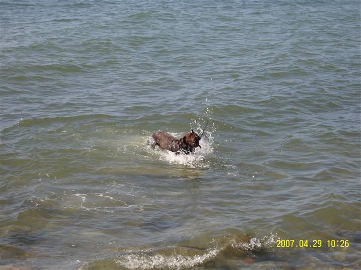 Blanding af racer Magnus - så er det badetid.... billede 6