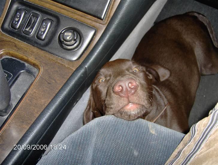 Blanding af racer Magnus - der er vist ikke noget i næsen der.... billede 7