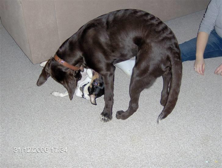 Blanding af racer Magnus - Magnus "eksekverer" lige sin fætter Idefix billede 8